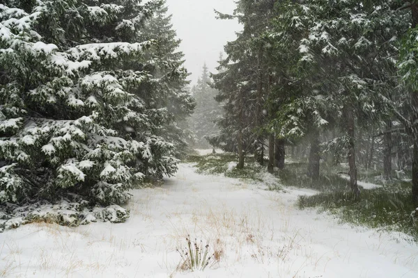 Tempestade Neve Pesada Floresta Abetos — Fotografia de Stock