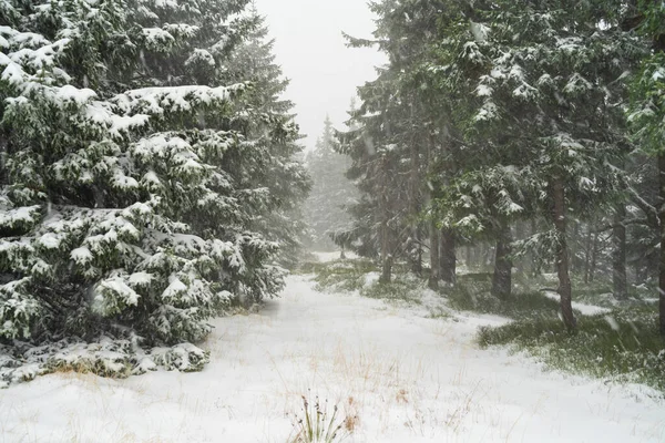 Tempestade Neve Pesada Floresta Abetos — Fotografia de Stock