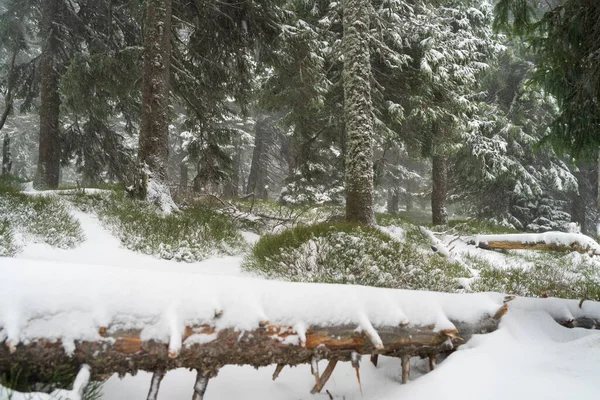 Zware Sneeuwstorm Het Fir Forest — Stockfoto