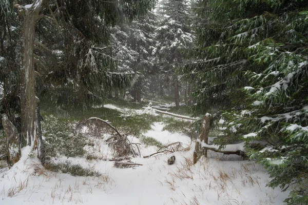 Sněhová Bouře Jedlovém Lese — Stock fotografie