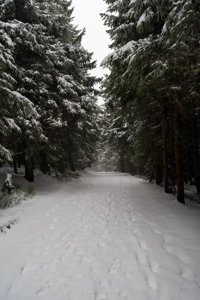 Una Fuerte Tormenta Nieve Bosque Abetos Sendero Que Extiende Distancia —  Fotos de Stock