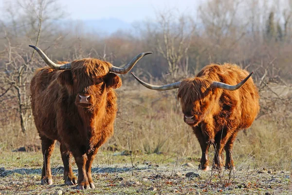 Highlander Two Scottish Highland Cattle Freezing Winter Morning — стоковое фото