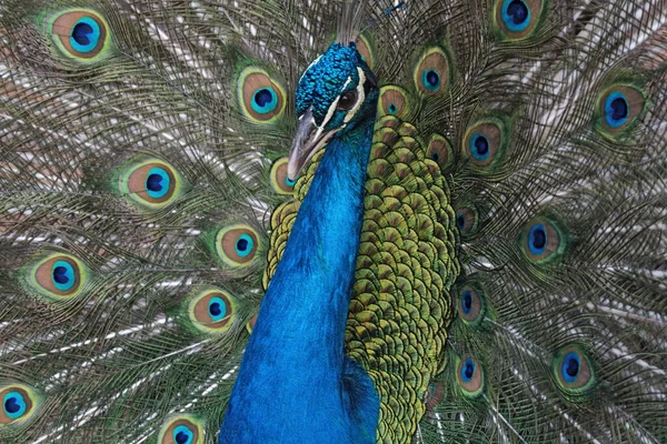 Portrait Indian Peafowl Blue Peafowl — Stock Photo, Image