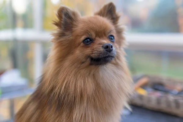 Retrato Cão Bonito Pomeranian Alemão Spitz Sentado Mesa Preparação — Fotografia de Stock