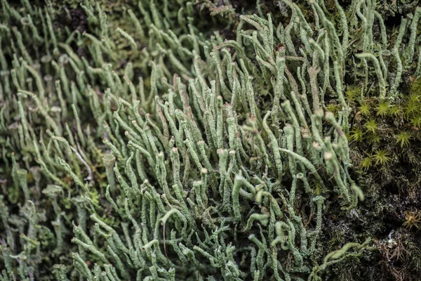 Cladonia Coniocraea Национальном Парке Пуйеуэ Чилеанской Патагонии — стоковое фото