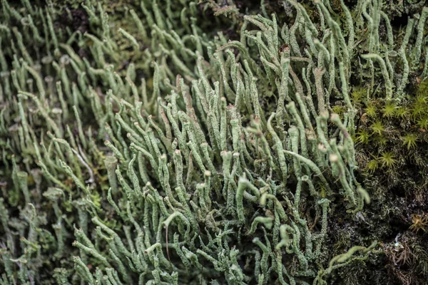 Cladonia Coniocraea Puyehue National Park Chilean Patagonia — Stock Photo, Image