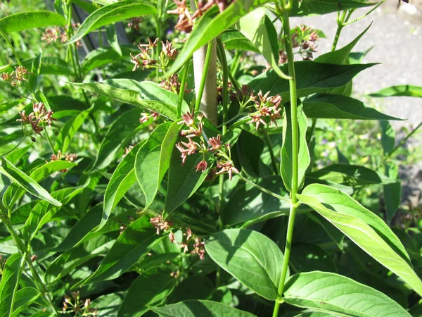 Blühende Kletterschwalbe Vincetoxicum Scandens — Stockfoto