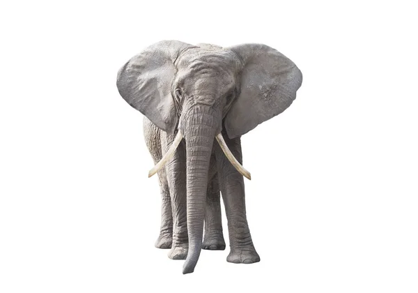 Африканський Слон Ізольований Білому Тлі — стокове фото