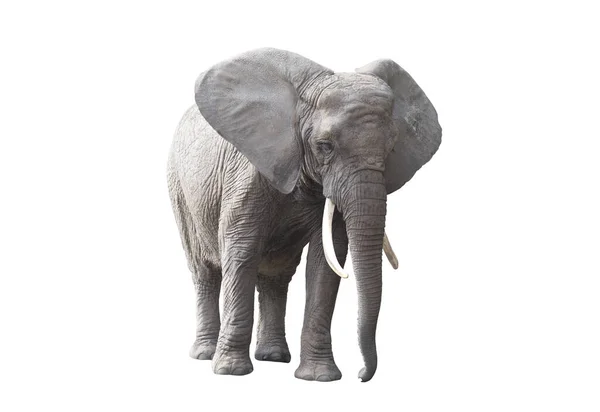Африканський Слон Ізольований Білому Тлі — стокове фото
