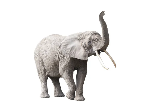 Elefante Africano Isolado Sobre Fundo Branco — Fotografia de Stock