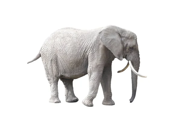 Африканский Слон Изолирован Белом Фоне — стоковое фото