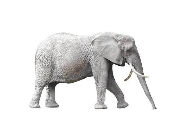 Elefante Africano Isolato Sfondo Bianco — Foto Stock