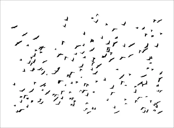许多黑鸟在展翅的天空中飞翔 孤立的白色背景的矢量图解 — 图库照片