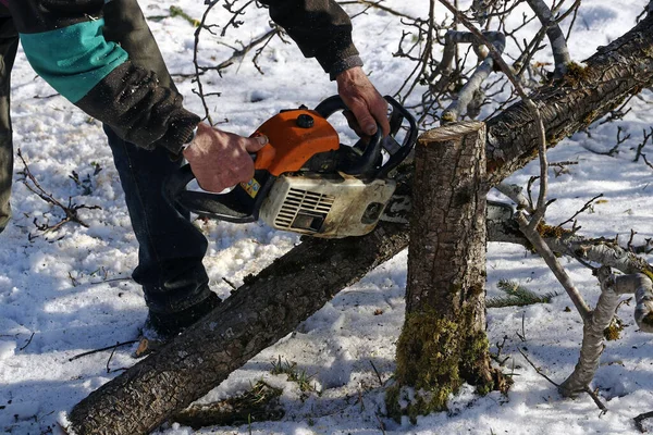 Hombre Corta Árbol Roto Invierno Aserrar Madera Invierno — Foto de Stock