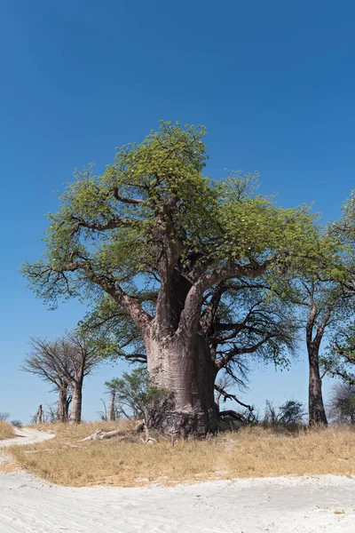 Baines Baobab Del Parco Nazionale Nxai Pan Botswana — Foto Stock