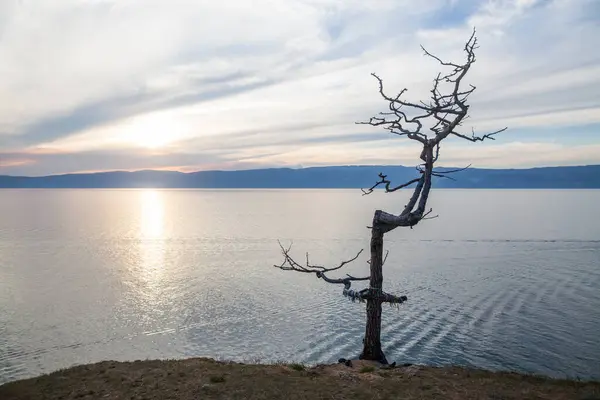 Foto Color Árbol Isla Olkhon Lago Baikal Rusia —  Fotos de Stock