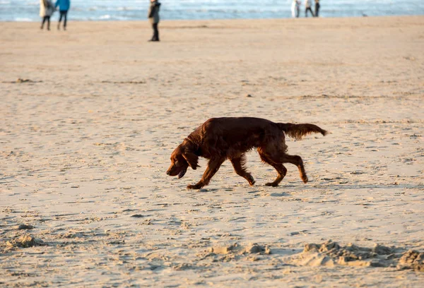 Cão Cão Cão Caça Vermelho Divertindo Uma Praia — Fotografia de Stock