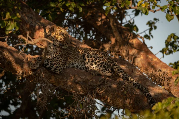 Leopard Leží Větvi Tečkovaném Slunečním Světle — Stock fotografie