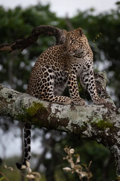 Leopard Κάθεται Κλαδί Καλυμμένο Λειχήνες — Φωτογραφία Αρχείου