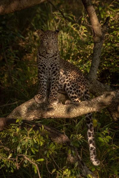 Leopard Κάθεται Στο Κλαδί Στο Βυθισμένο Ήλιο — Φωτογραφία Αρχείου