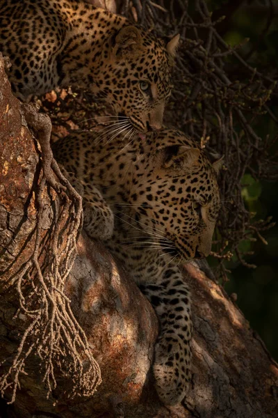 Leopardo Está Com Filhote Árvore Sombria — Fotografia de Stock