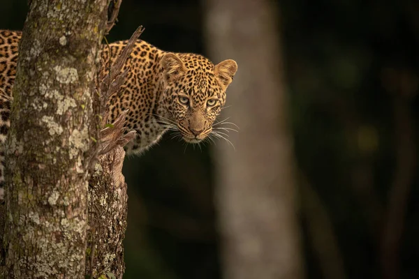 Léopard Tient Sur Tronc Arbre Regardant Vers Bas — Photo