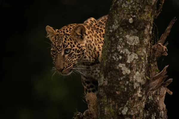 Leopard Bámul Mögül Zuzmó Borított — Stock Fotó