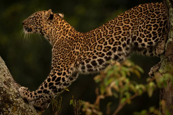 Леопард Тянется Ветке Покрытой Лишайником Смотрит Вверх — стоковое фото