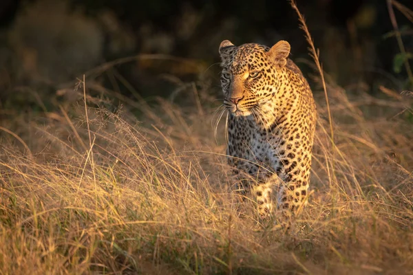 Leopard Steht Morgengrauen Langen Gras — Stockfoto