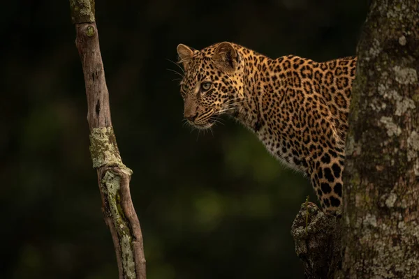 Леопард Стоит Дереве Глядя Между Ветвями — стоковое фото