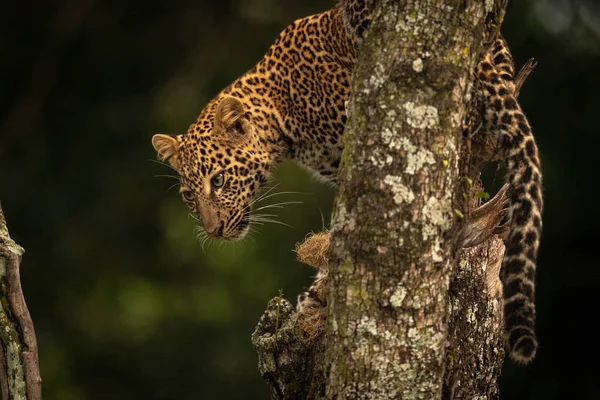 Леопард Смотрит Вниз Ветвей Деревьев Покрытых Лишайником — стоковое фото