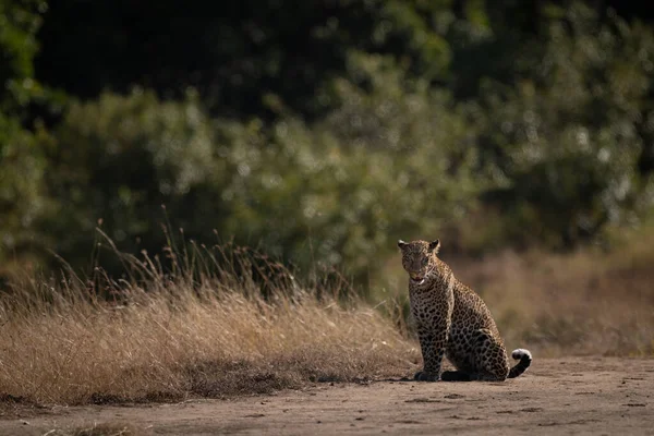 Leopard Sits Long Grass Facing Camera — Stock Photo, Image