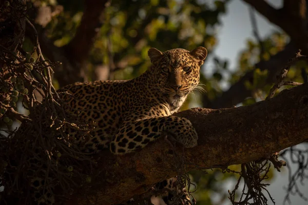 Leopardo Sdraiato Con Fari Fico — Foto Stock