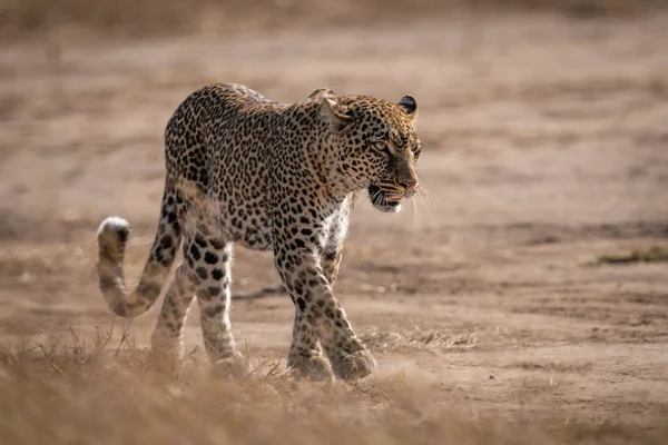 Leopard Seen Grass Walking Sunshine — Stock Photo, Image