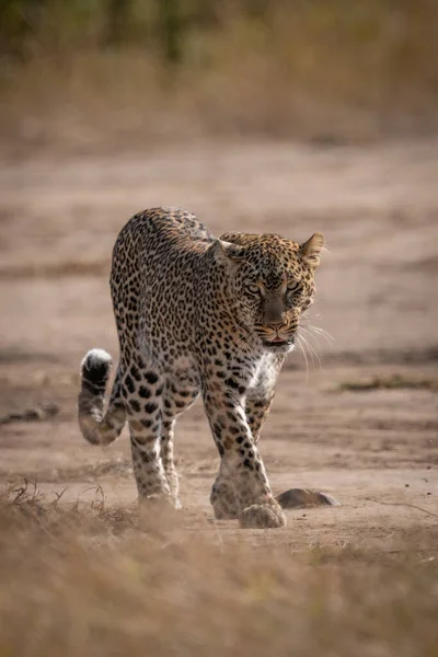 Leopardo Visto Através Grama Caminhando Direção Câmera — Fotografia de Stock