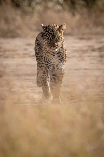 Леопард Сквозь Траву Идет Камере — стоковое фото