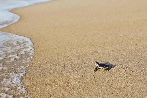 Vers Gearceerde Schildpad Weg Strand Zee Ras Jinz Sultanaat Van — Stockfoto