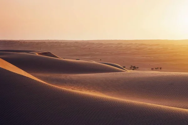 Піщані Дюни Пустельний Ландшафт Заході Сонця Wahiba Піски Султанату Оман — стокове фото