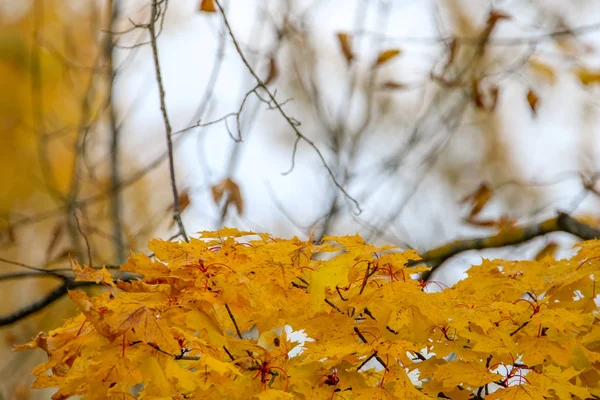Осенние Листья Клена Сигулде Латвия Ветка Желтыми Листьями Фоне Неба — стоковое фото