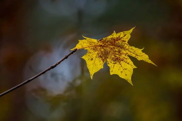 Hoja Arce Otoño Fondo Natural Borroso Una Hoja Arce Rama — Foto de Stock