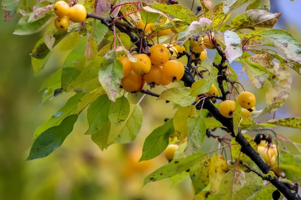 Ağaç Dalındaki Yaprakların Arasında Küçük Cennet Elmaları Ağaç Dalında Sarı — Stok fotoğraf