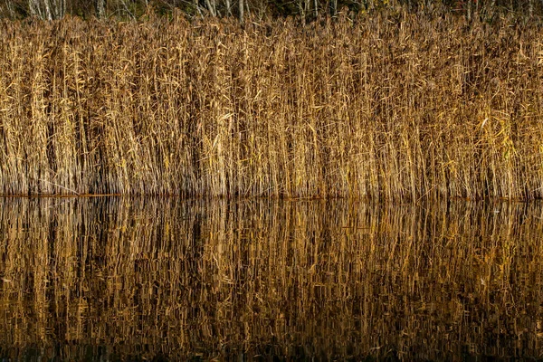 Дзеркало Воді Річки Відбиває Суху Траву Осінь Латвії Осінній Пейзаж — стокове фото