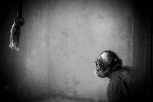 Mono Aspecto Triste Sentado Frente Una Pared Hormigón — Foto de Stock