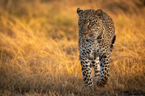 Leopardo Caminando Hierba Dorada Amanecer —  Fotos de Stock