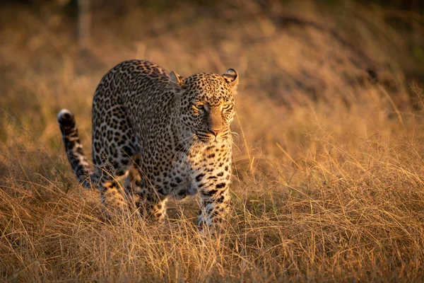 黎明时分 豹子走在长长的草地上 — 图库照片