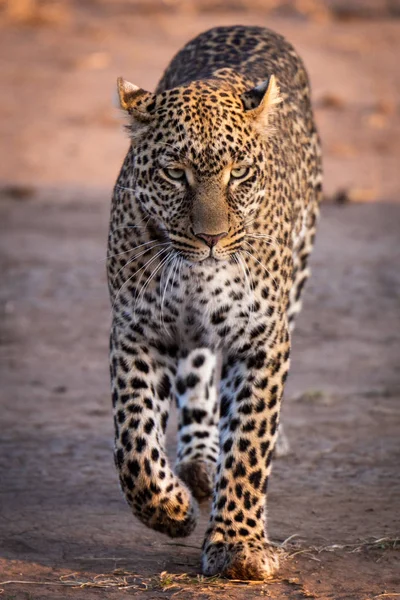 Leopardo Che Cammina Nella Savana Luce Dorata — Foto Stock