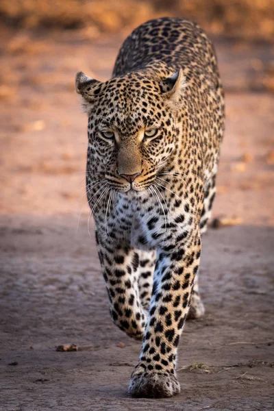 Leopard Chodzenie Sawannie Złote Światło — Zdjęcie stockowe