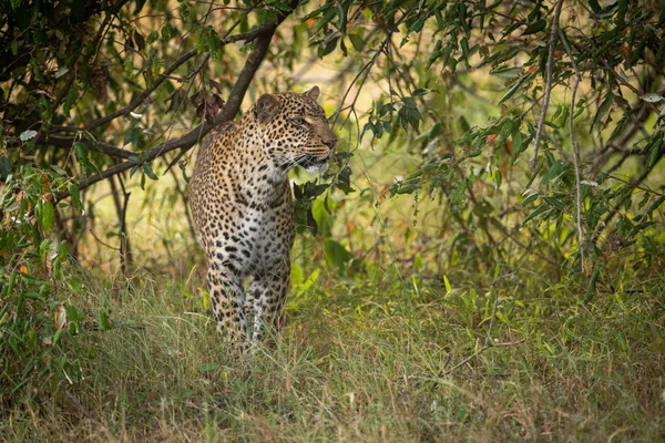 Uzun Otların Ağaçları Arasında Yürürken Leopar — Stok fotoğraf