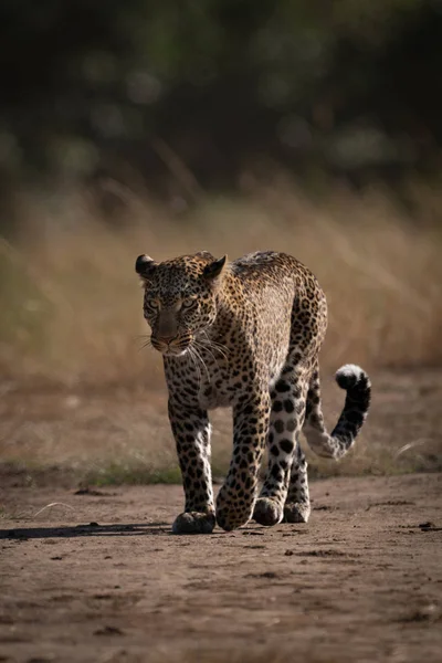 Leopardo Camina Largo Pista Más Allá Hierba Larga —  Fotos de Stock