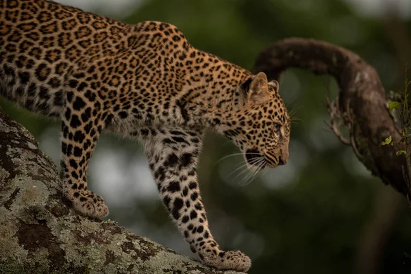 Леопард Идет Ветке Покрытой Лишайником — стоковое фото
